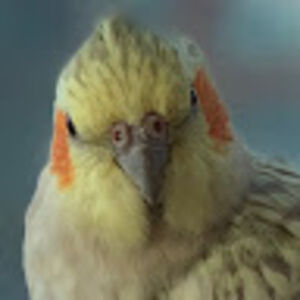 dafinaburlakova avatar