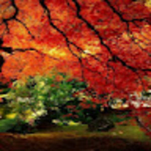 jessicageorge avatar