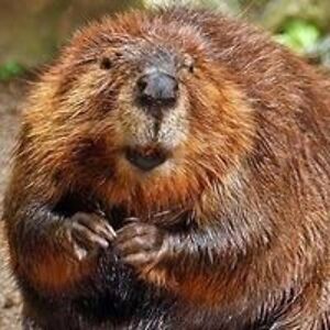 mudshovel_161 avatar