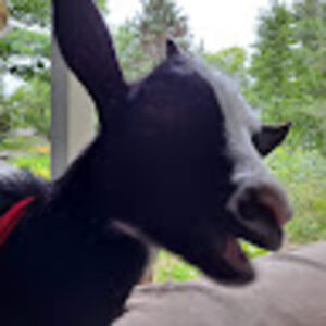 davidg_desfosses avatar