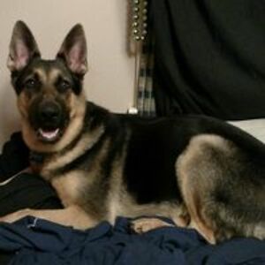 howardthegreat13 avatar