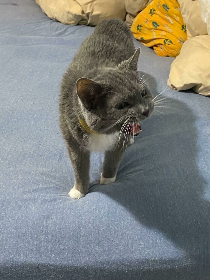 My Mom Caught My Cat Yelling At Me As I Walked Into The Room