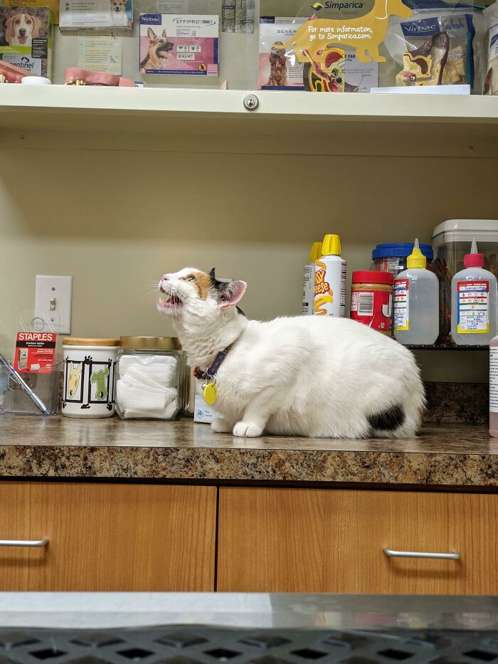 Purrl Wants The Vet Staff To Hear The Song Of Her People