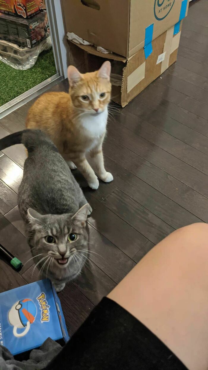 My Foster Georgia Yelling At Me For Not Sharing My Hamburger, While My Orange Boi Watches
