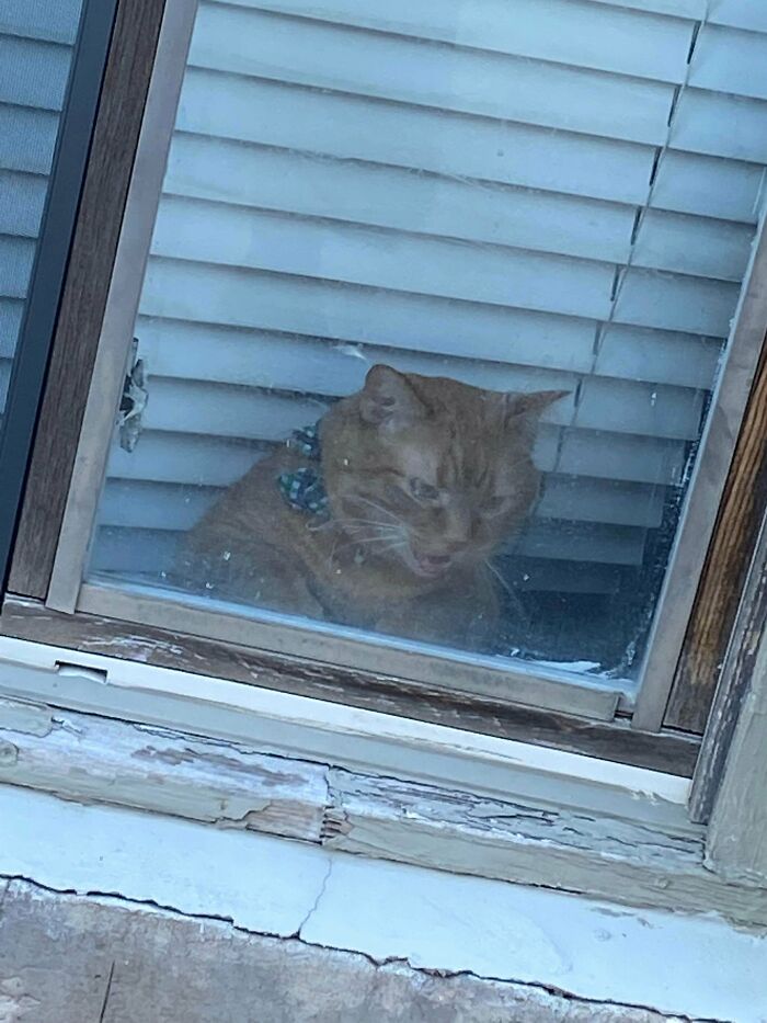 Got Yelled At By A Chonker While Walking Passed My Neighbors