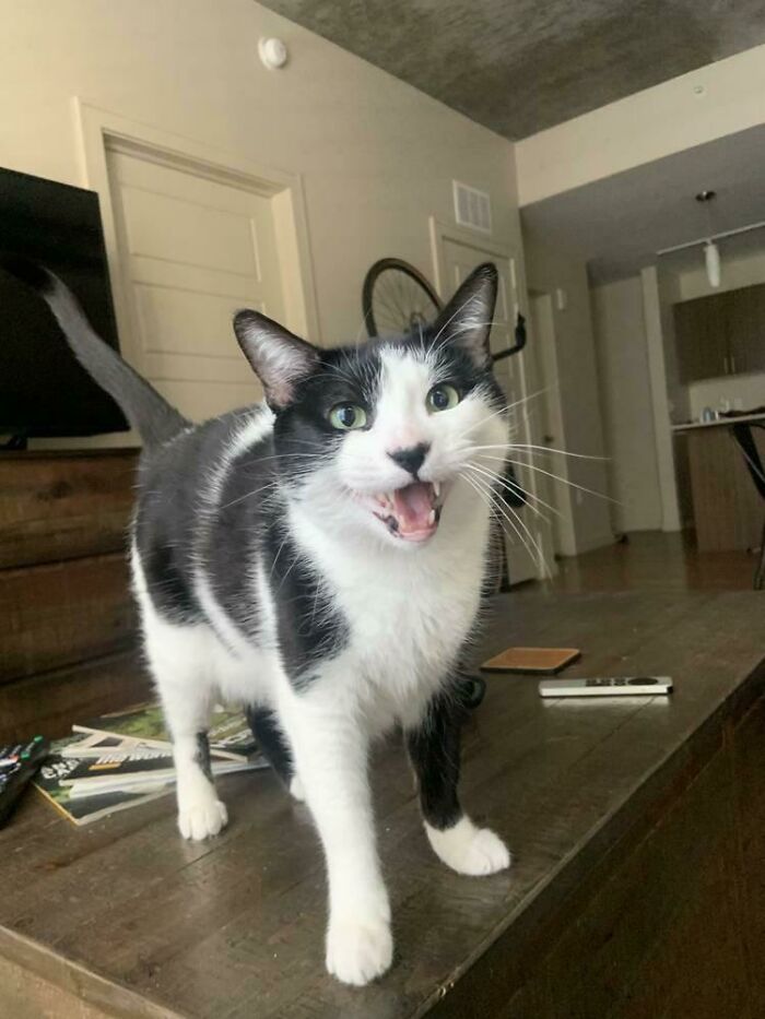 Yelling At The Cat Sitter