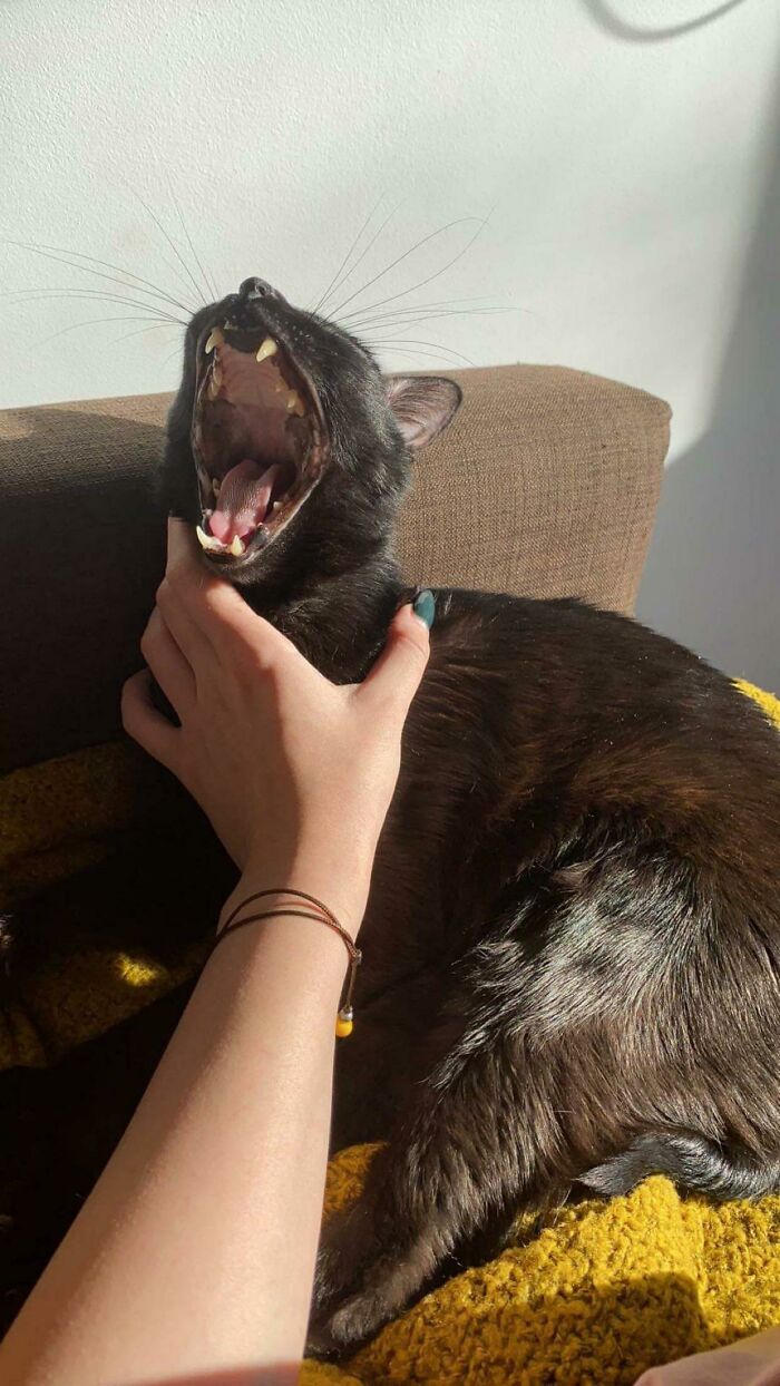 Big Yawn + Yell = Yawl
