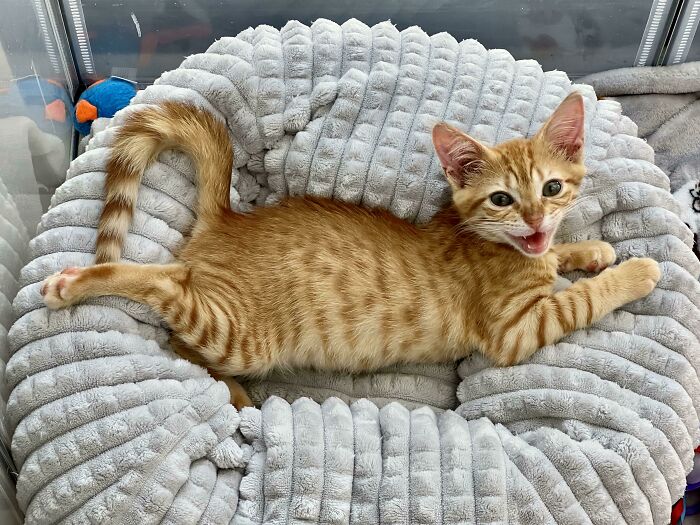 Oliver, Foster Kitten Of Leisure, Doing What He Does Best