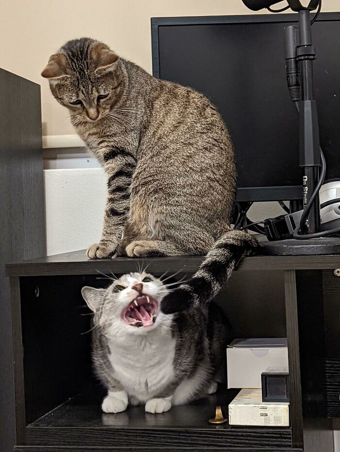 Yelling At The Upstairs Neighbour...