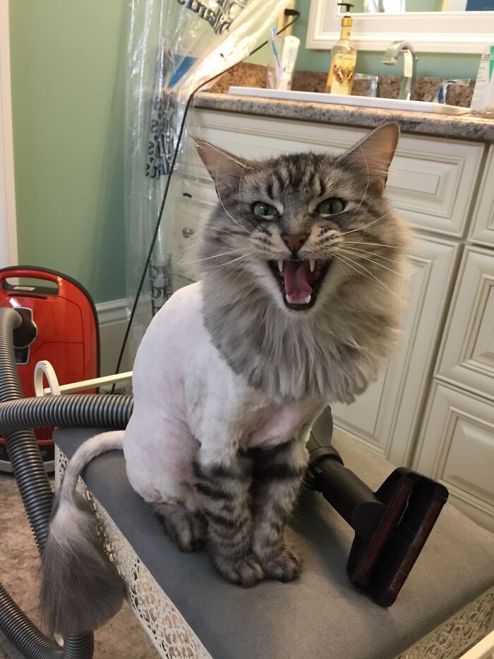 Yelling About His Haircut