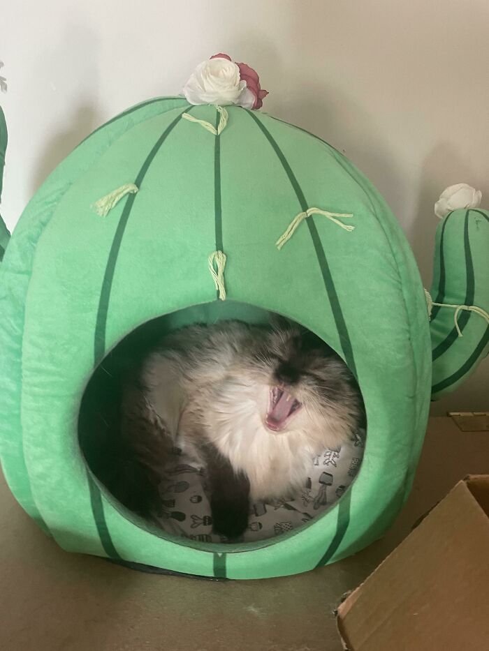Hanging Out In His Cactus Bed!