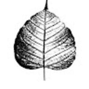 jeremytremblay avatar