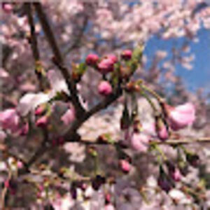 sanghamitradas avatar