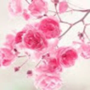 preciousmiller avatar