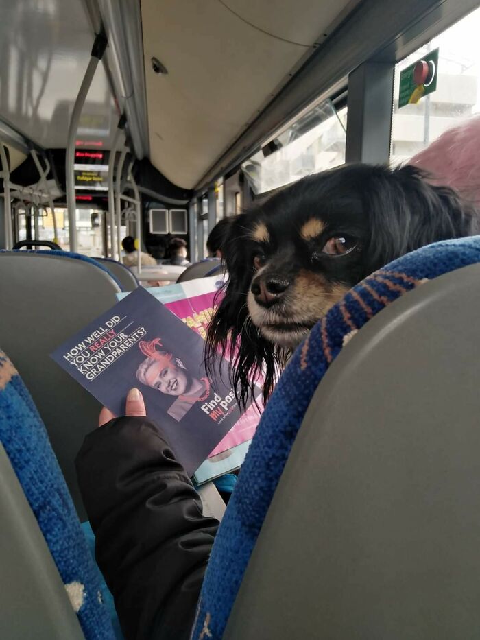 Perro leyendo un panfleto en el autobús