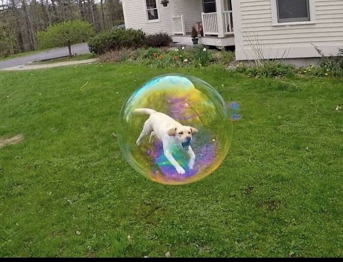 Perro en una burbuja