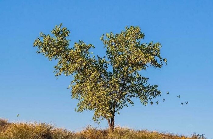 Charles Davis capturó esta imagen de periquitos australianos en un árbol. No hay hojas