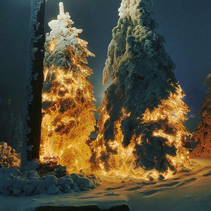 Árboles con luces de Navidad bajo la nieve