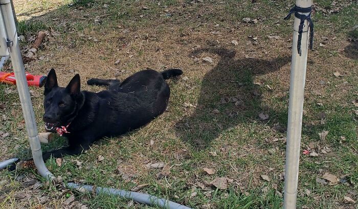 My Dog And His Shadow Decided To Spend Some Time Apart