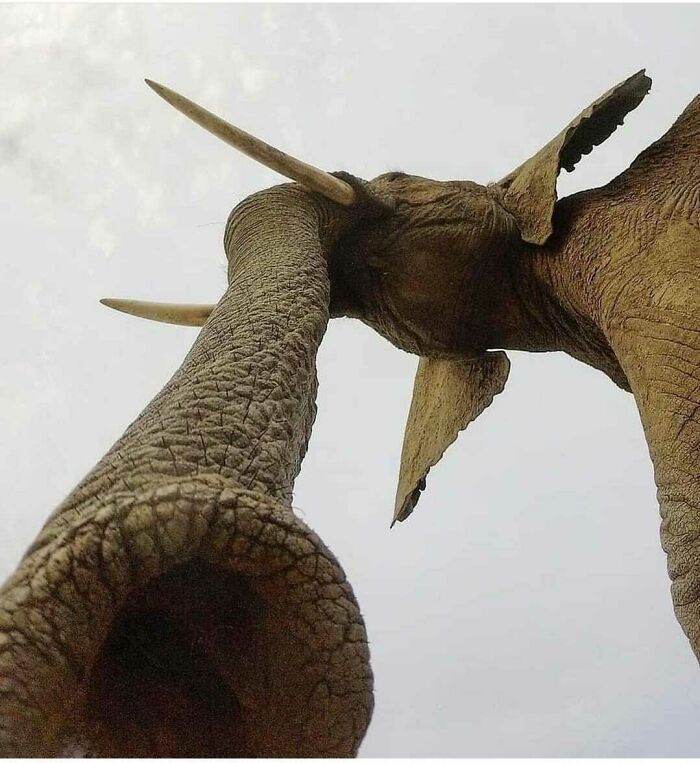 Una trompa de elefante vista desde abajo