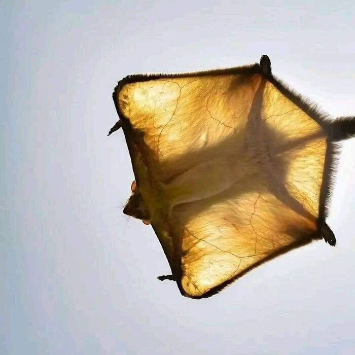 A Flying Giant Squirrel From India (Petaurista Philippensis) Caught In The Act On A Sunny Day