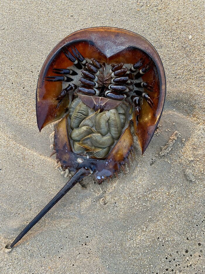 Underside Of A Horseshoe Crab