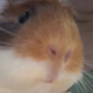 aldea_weldon-parker avatar