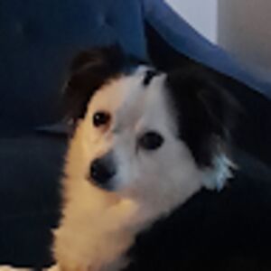 torieboardman avatar