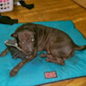 snakeplissken_1 avatar