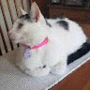 johnphilwoodssom avatar