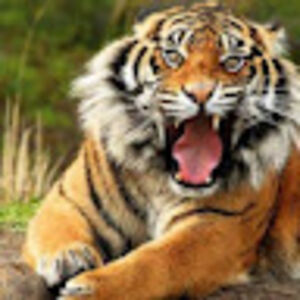 sharathchandra avatar