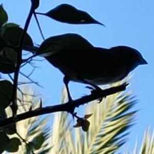 sandiestone517 avatar