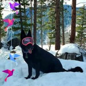 deedeearmstrong1961 avatar