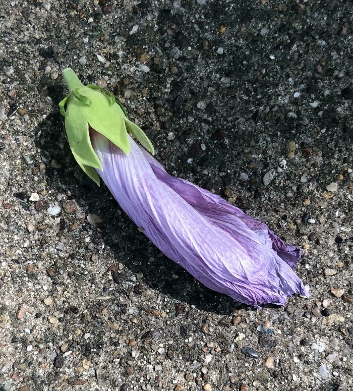 Wilted Flower Looks Like The Eggplant Emoji
