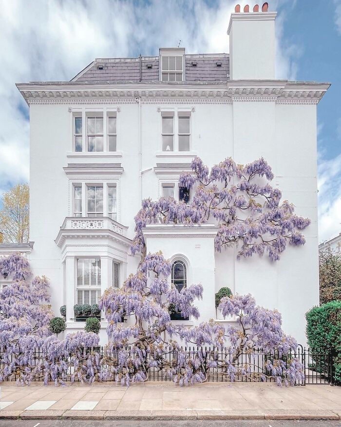 Wisteria Covered Terraced House In Argyll Road, Kensington, London, UK