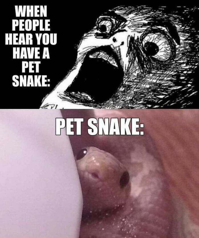 Thanks, I Love Pet Snake