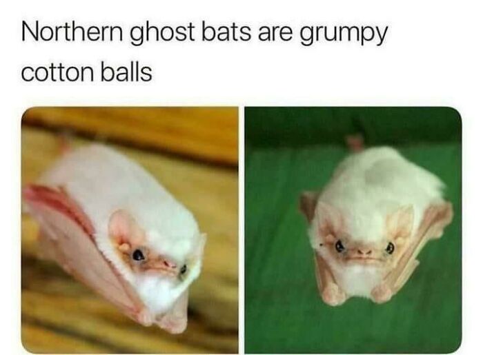 Thanks, I Love Ghost Bats