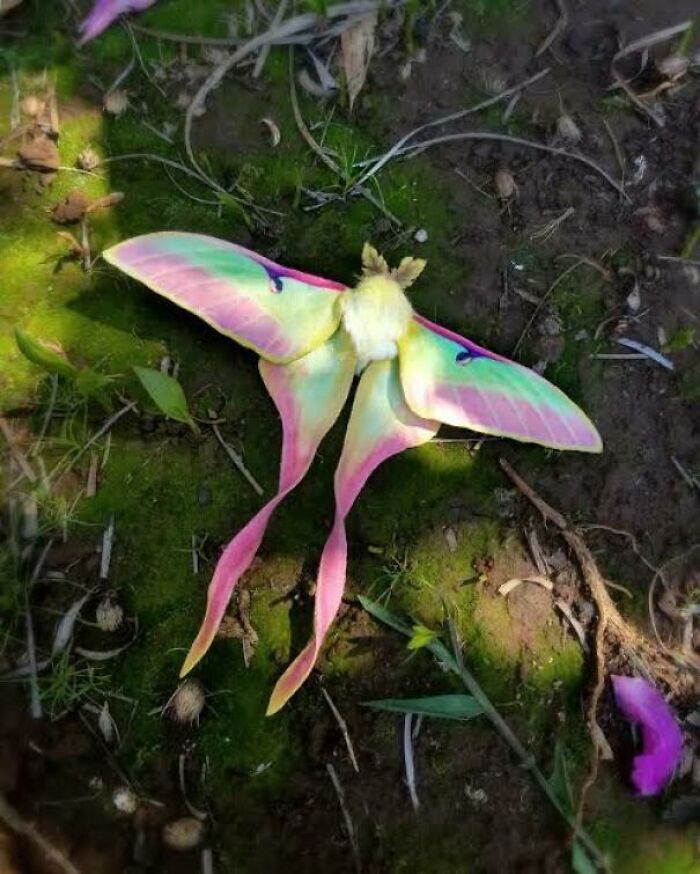 Thanks, I Love This Pretty Moth