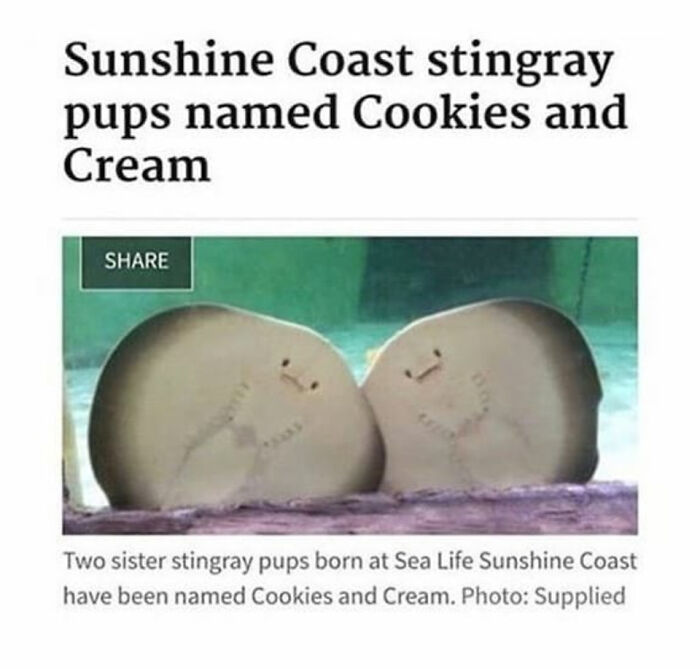 Thanks, I Love Stingray Pups