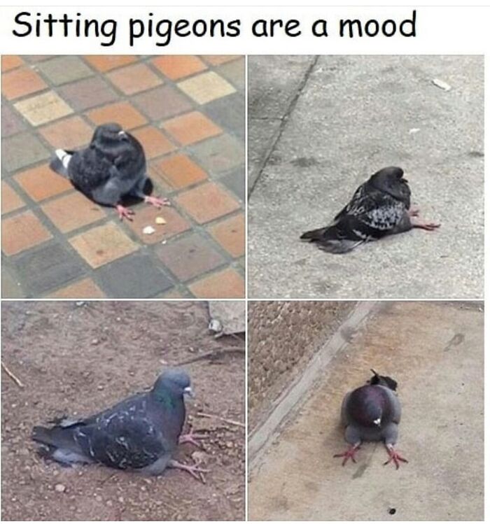 Thanks, I Love Sitting Pigeons