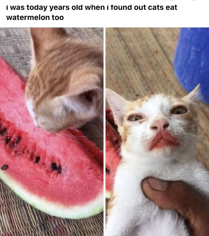 Thanks, I Love Cats Eating Watermelon