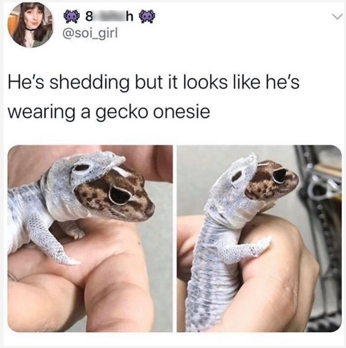 Thanks, I Love Gecko Onesie!