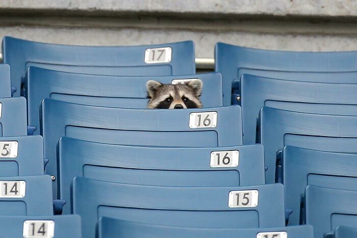 Thanks I Love Raccon Watching A Game