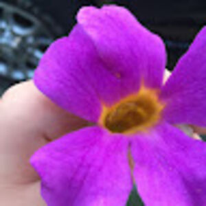 shawnlilybodhi avatar