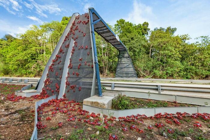 Crab Overpass On Christmas Island, Preventing Migrating Crabs From Getting Ran Over