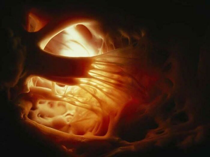 Incredible Photograph Of The Heart Strings Inside The Heart