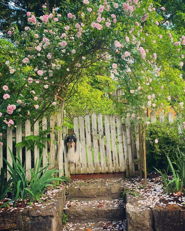 The Lighting Must Have Been Just Right, I Managed To Snap This Photo Of My Roses And My Dog This Morning And Thought You All Might Like It