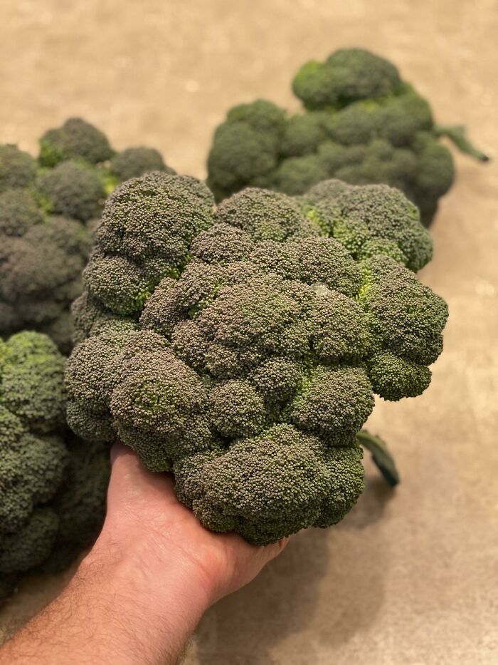 Señoras y señores, después de 2 años y 3 intentos fallidos… por fin pude cosechar brócoli