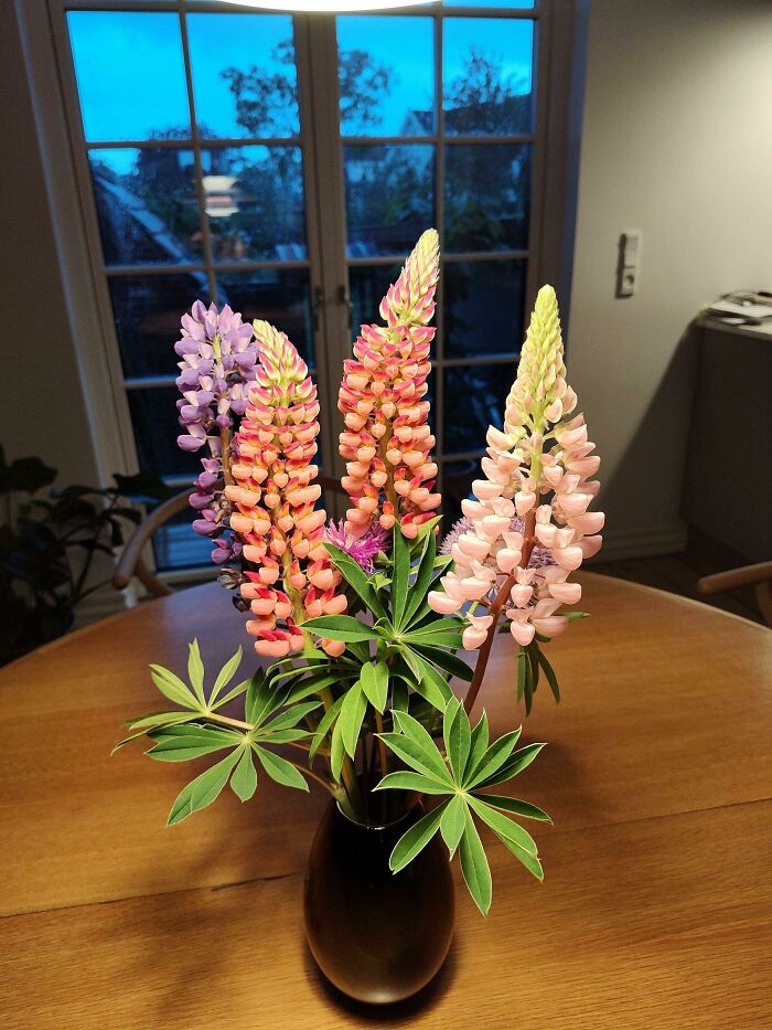 Lupinus From Our Garden