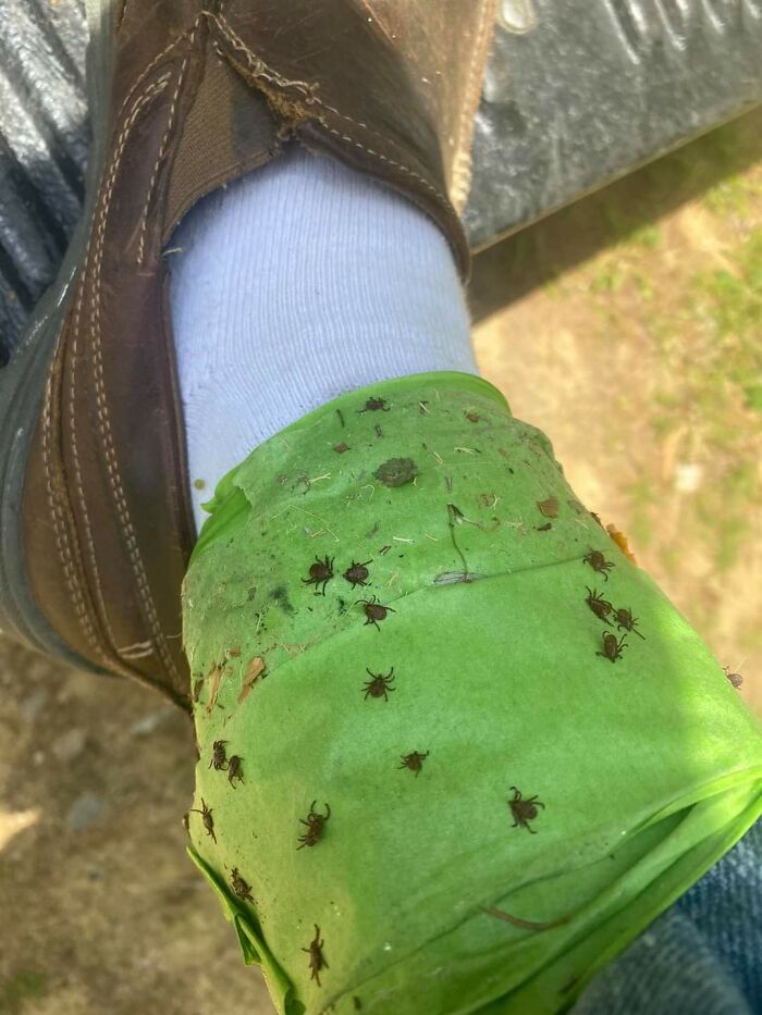Something To Keep In Mind While Doing Spring Yard Work! Wrapping Tape Sticky Side Out Around The Ankles Seems To Work Pretty Good For Catching Ticks